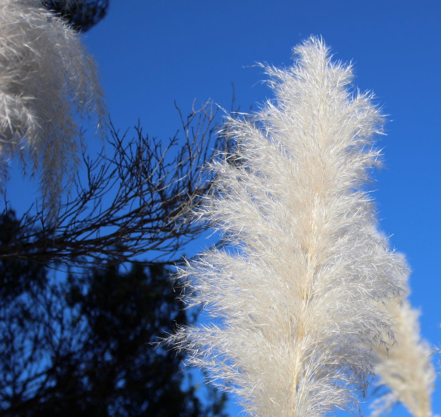 New Zealand toe toe or pampas grass photography by Nicky Lowe