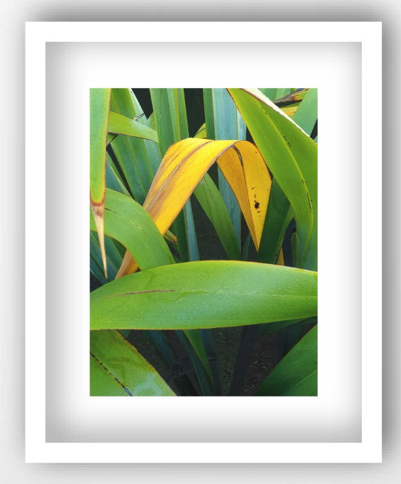 INTO THE FOREST, NZ FLAX