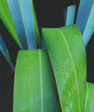 ENERGY FOREVER, NZ FLAX
