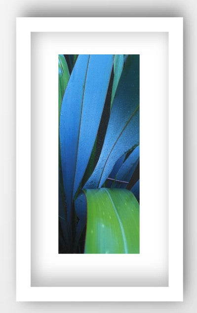 DEEP BLUE, NZ FLAX