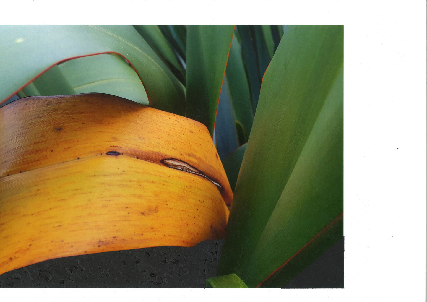 PURE YELLOW, NZ FLAX