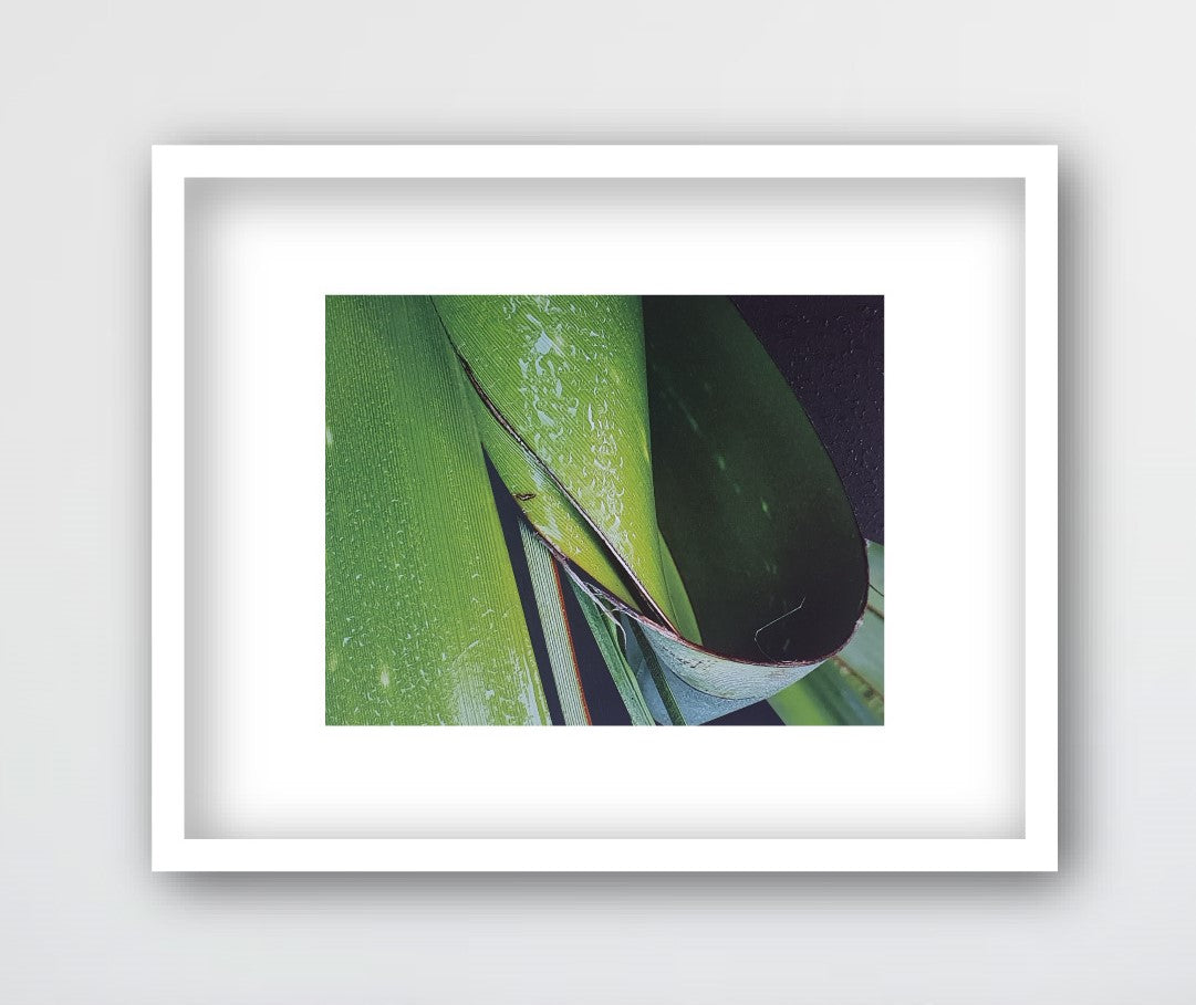 SPIRALLING ENERGY, NZ FLAX