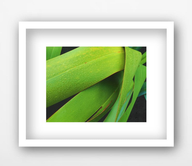LIME SENSATION, NZ FLAX