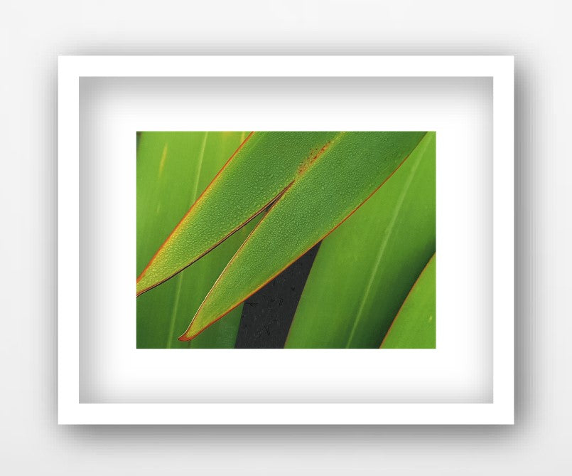 TRUE BEGINNINGS, NZ FLAX