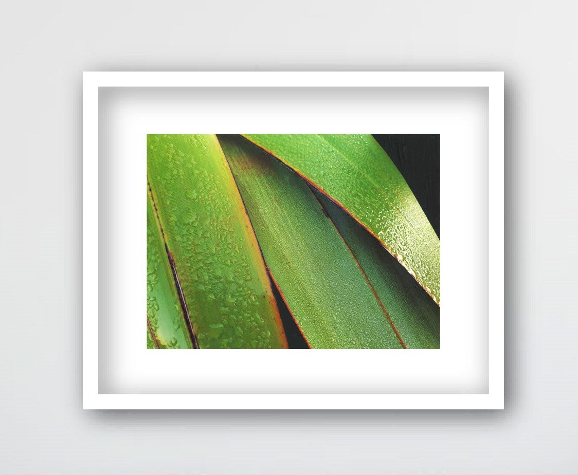 EARLY MORNING DEW, NZ FLAX