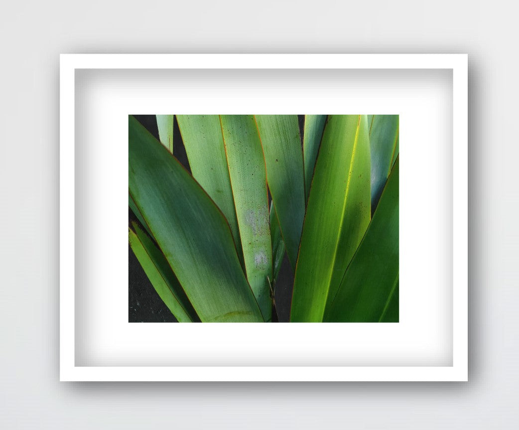 FOREST MAGIC, NZ FLAX
