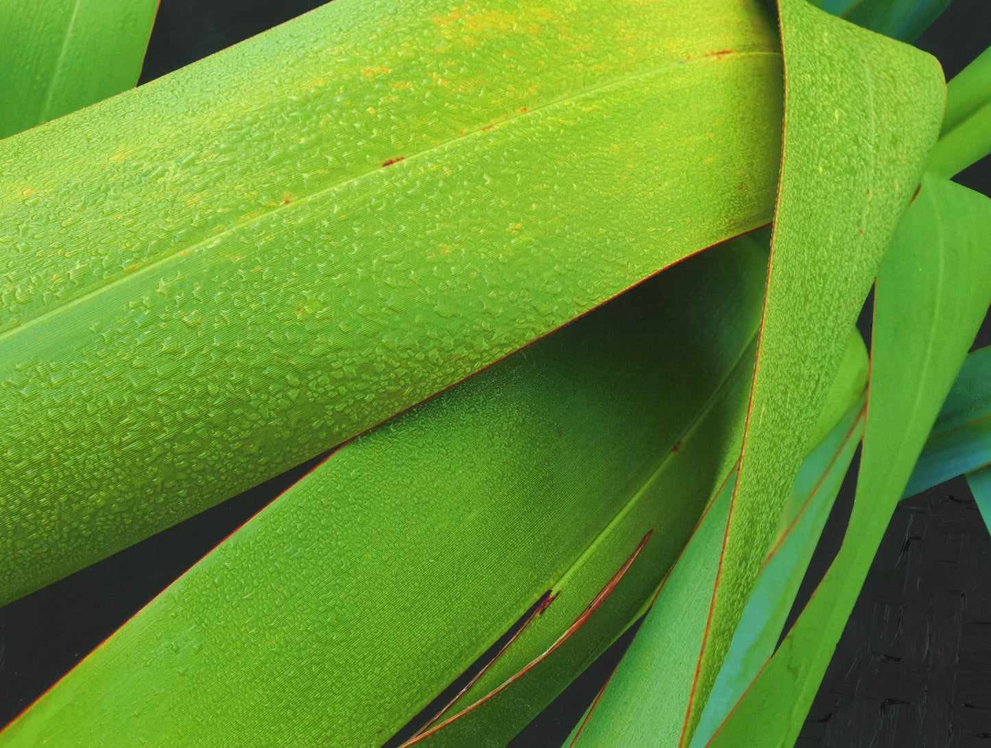 LIME SENSATION, NZ FLAX